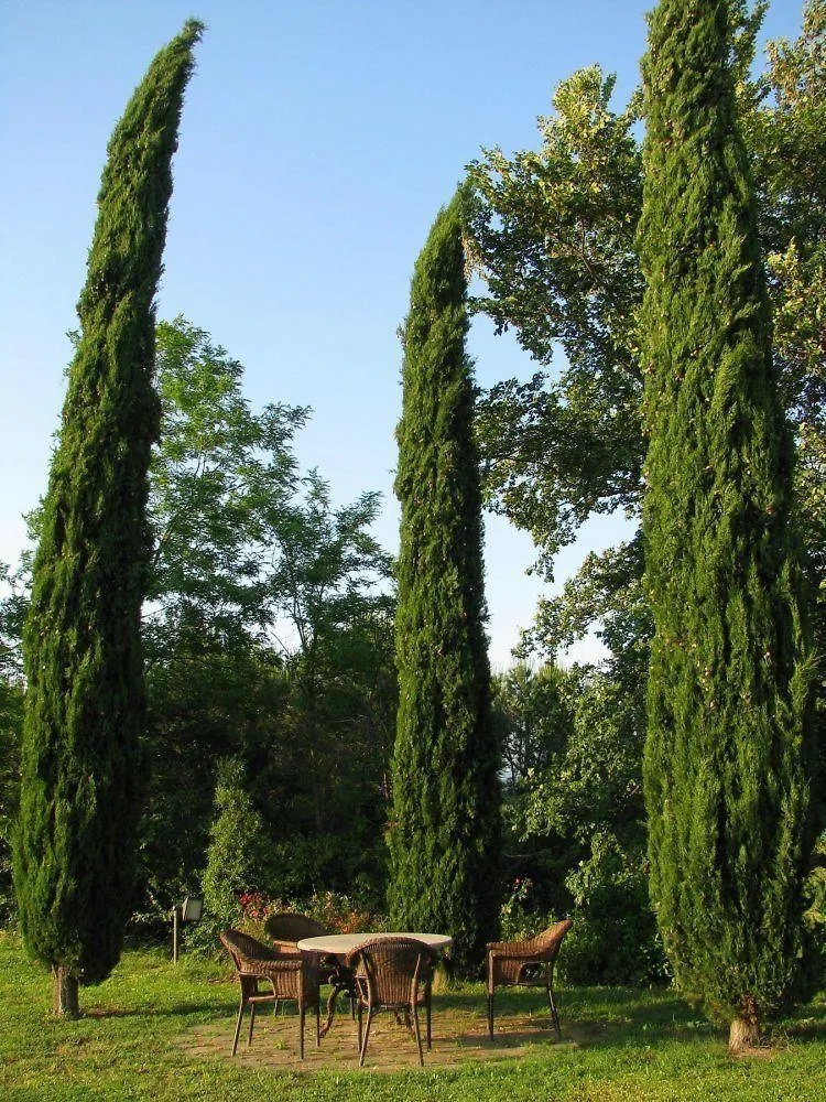 Il Rosolaccio Guest House San Gimignano