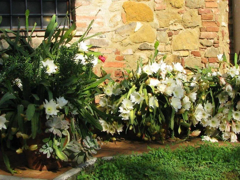 Il Rosolaccio Guest House San Gimignano